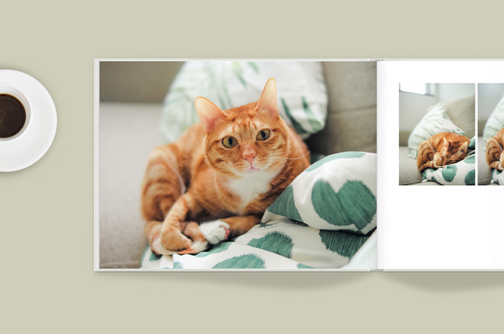 Livre photo ouvert avec une photo de chat.