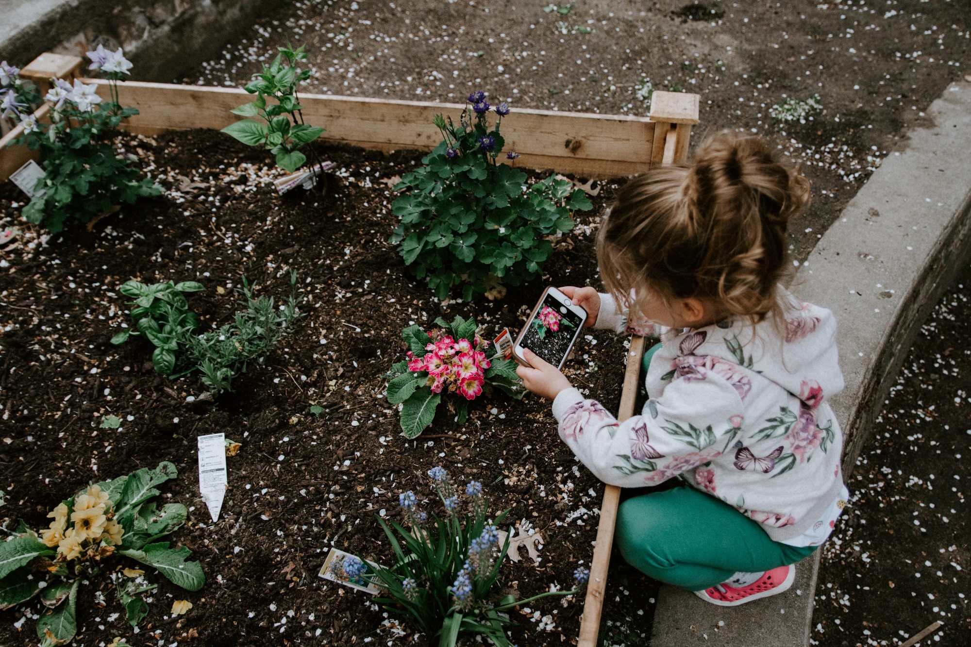 Girl taking photo of flower in garden