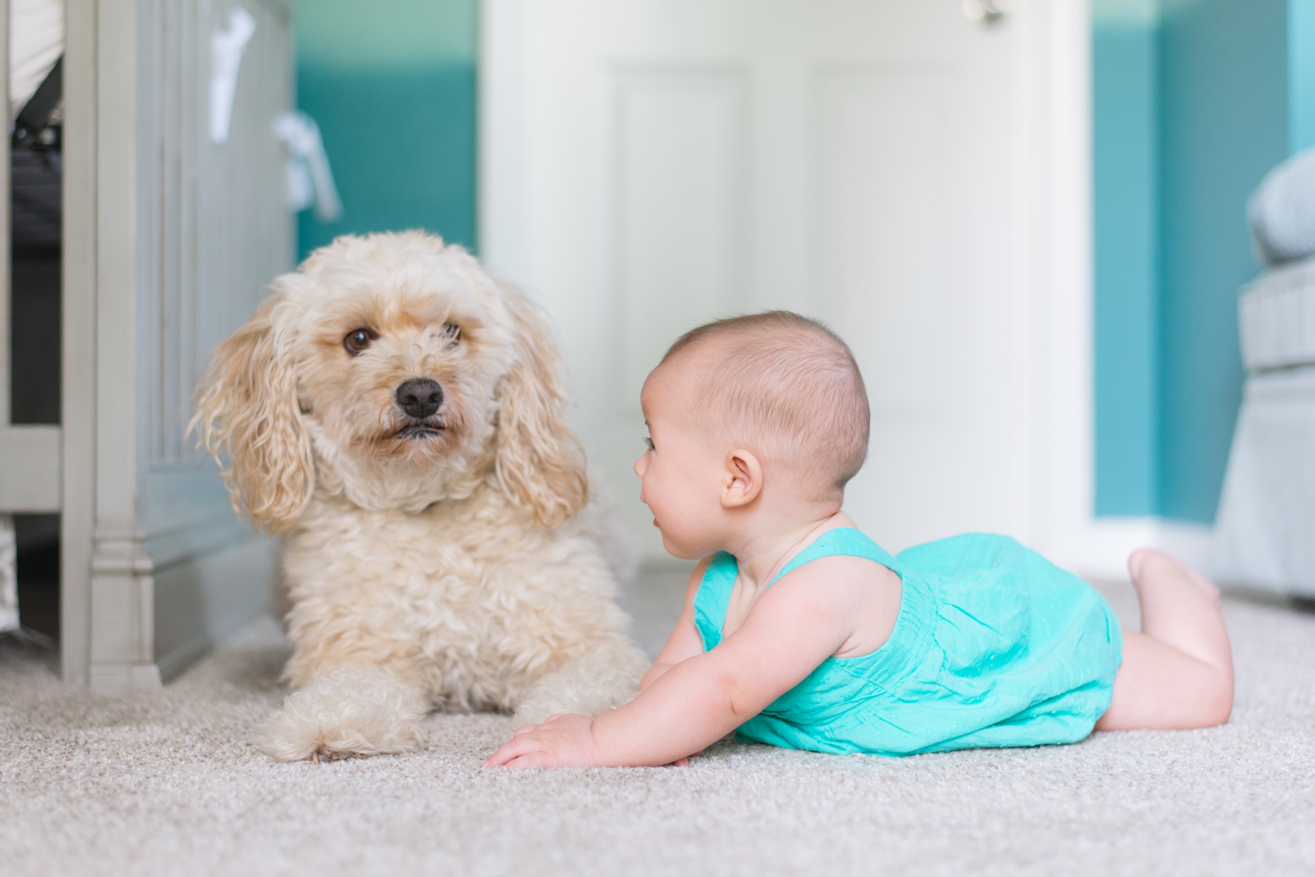 Un bébé en robe bleue est allongé à côté d'un chien dans une salle de jeux.