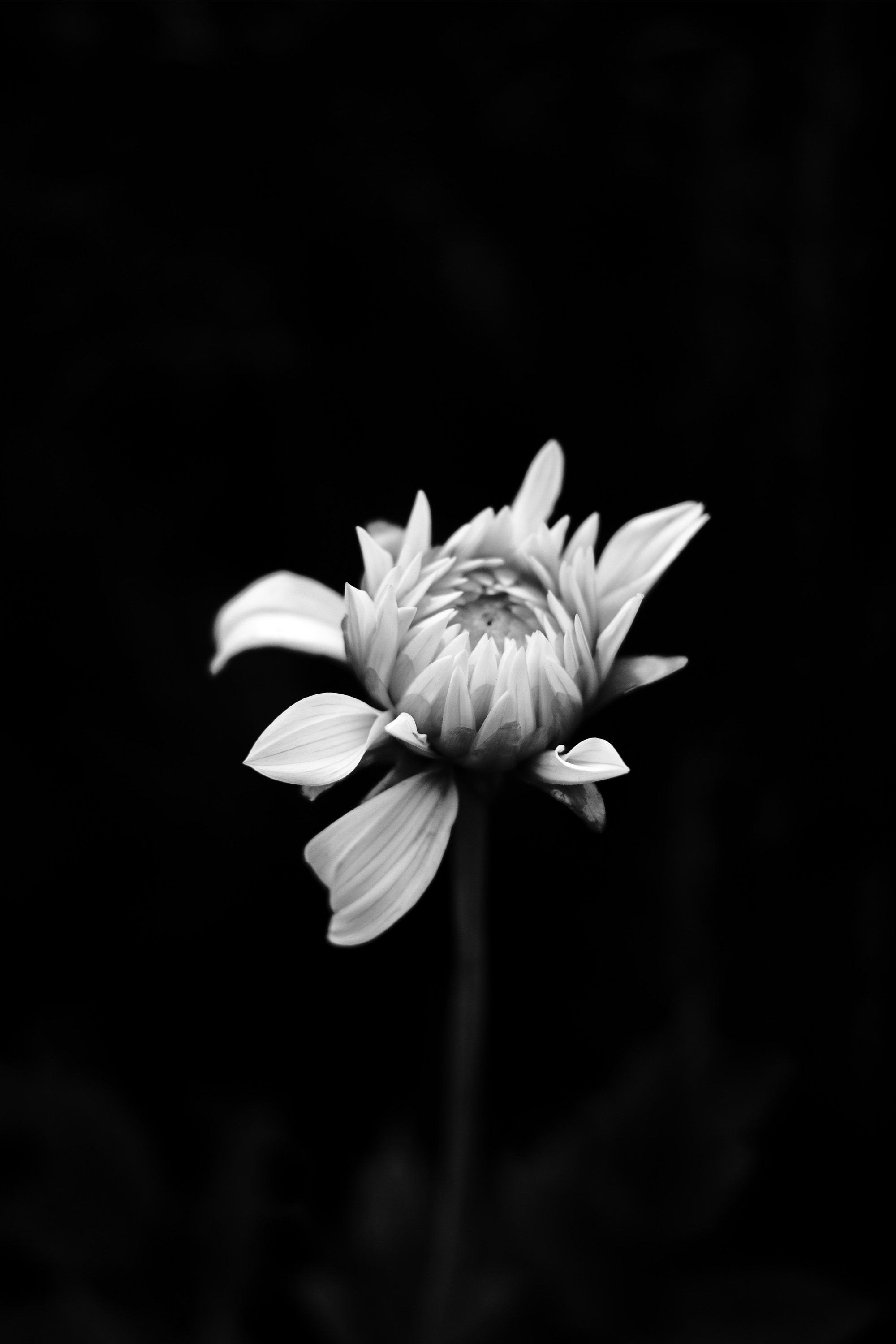 Blume in Schwarz-Weiß.
