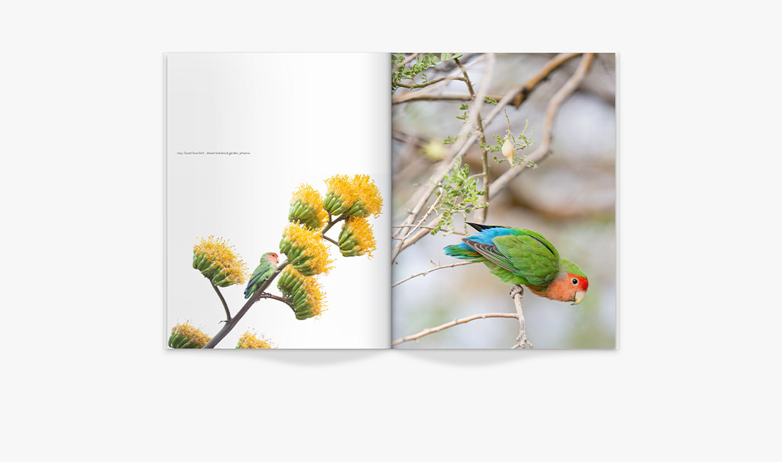 April: the bird book