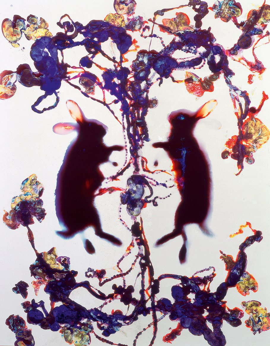 Adam Fuss photography rabbits