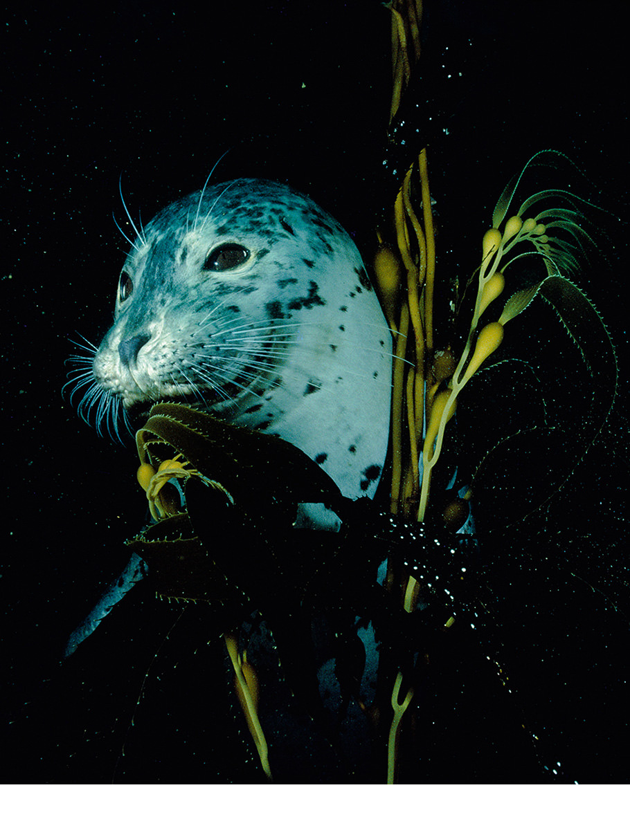 David Doubilet photography of a seal