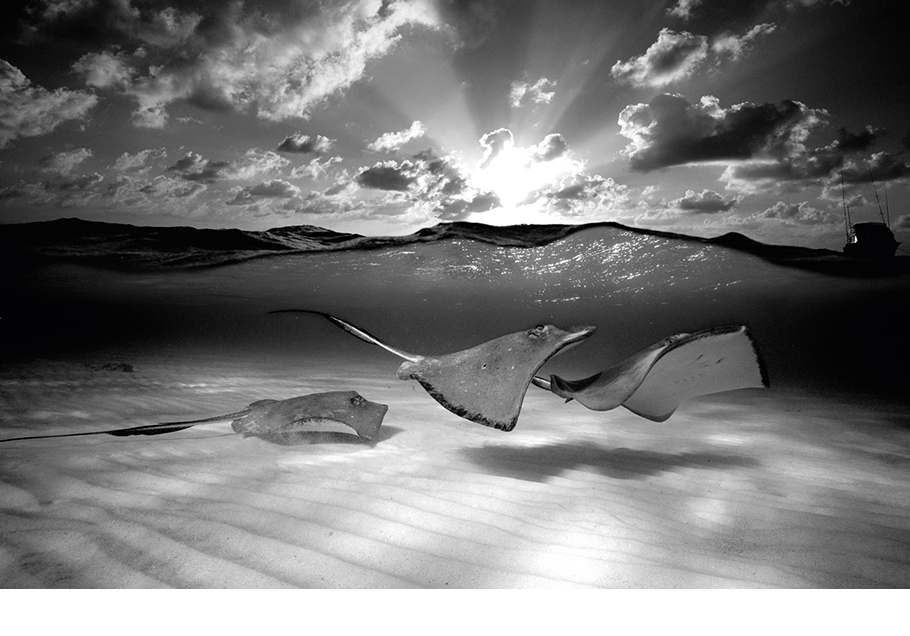 David Doubilet photography of stingrays under water.