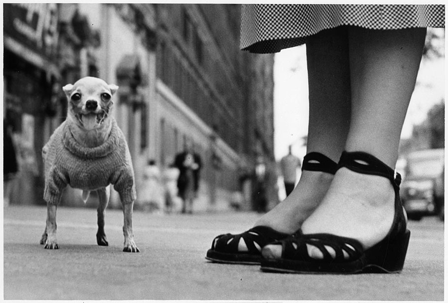 Dog in knitted sweater on street, USA, New York City, 1946