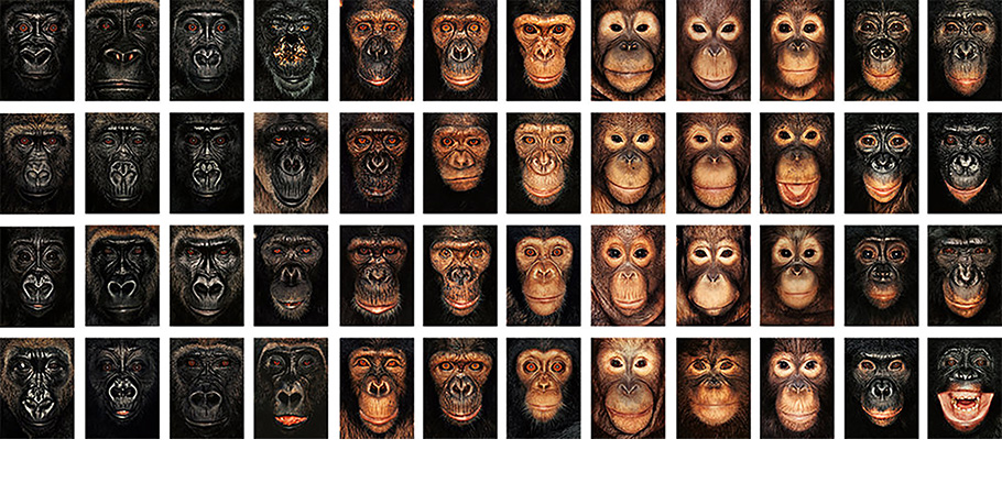 James and Other Apes, 2004.