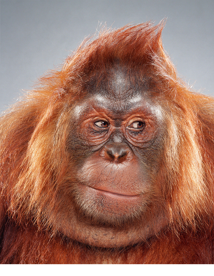 Monkey - Heatmiser from Monkey Portraits.