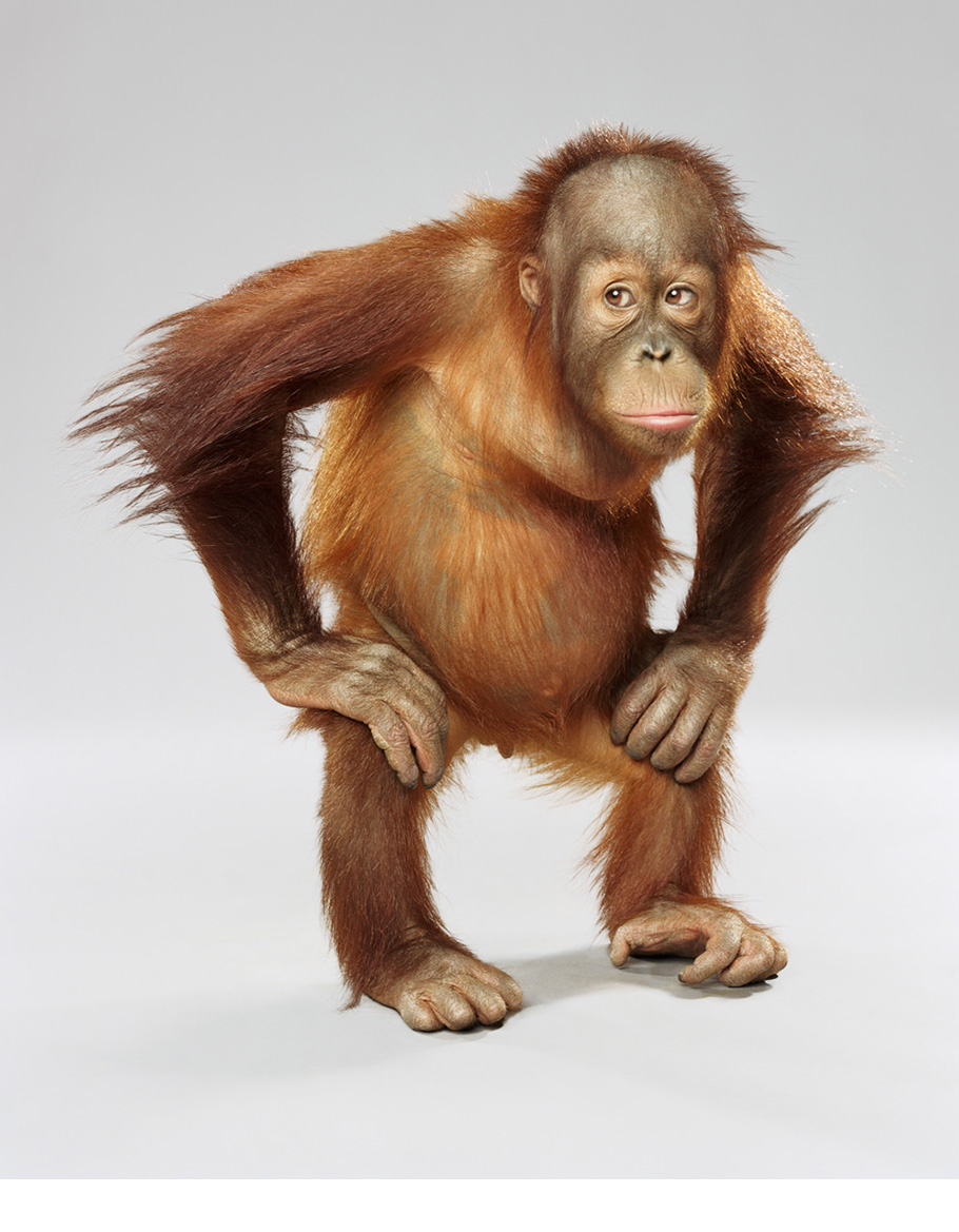 Petulant from Monkey Portraits.