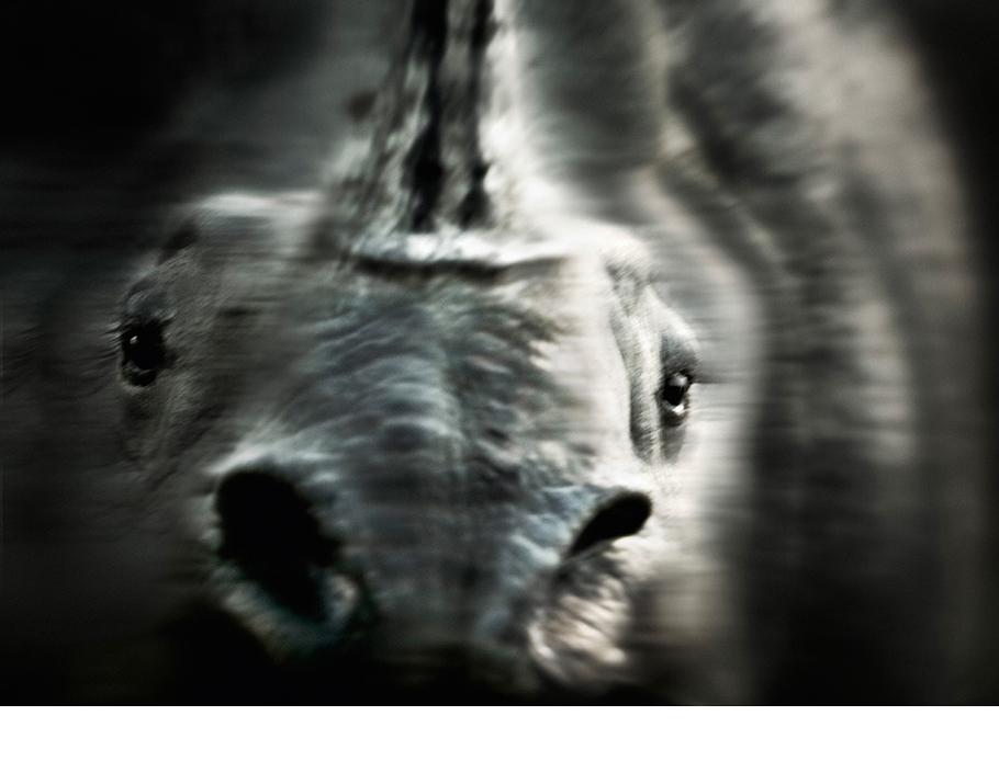 Charging Indian Rhino, Kaziranga, Assam, India.
