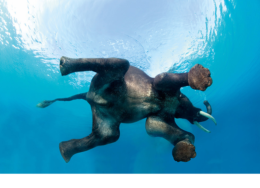 Indian Elephant Swimming Underwater, Seen from Below, India.