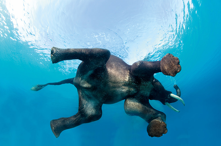 Indian Elephant Swimming Underwater, Seen from Below, India.