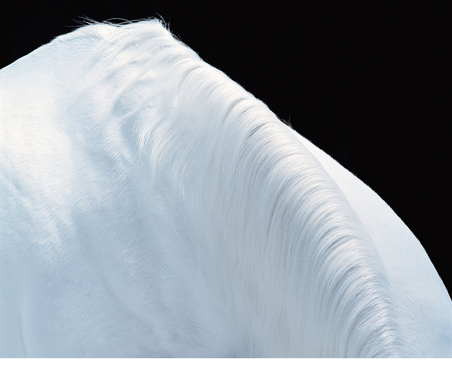 Horse Mountain (Hassan, Arabian) from Equus, 2008.