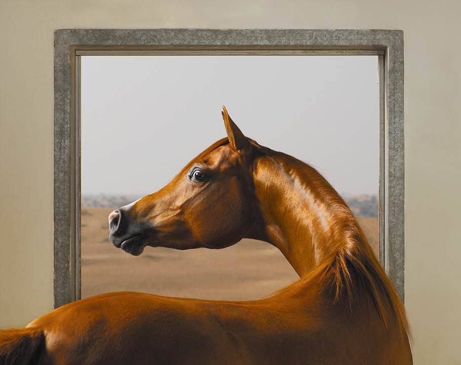 Windows Chestnut (JJ Ballarina, Arabian) from Equus, 2008.