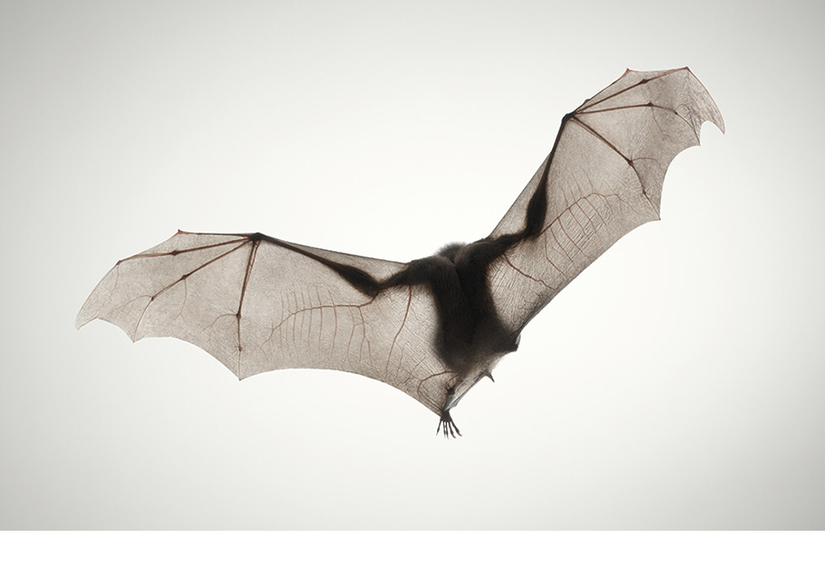 Monkey Bat (Egyptian Fruit Bat).