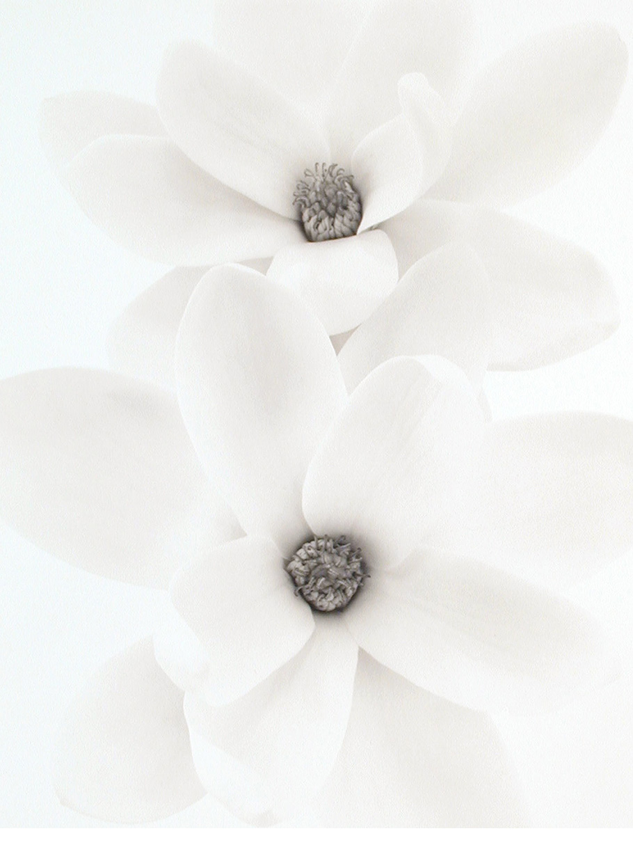 Magnolia virginiana, Satellite, from Flowering Passion, 2004.