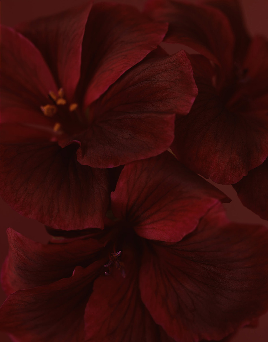 Pelargonium x domesticum, Carrum Purple, from A Bloom a Day, 2009.