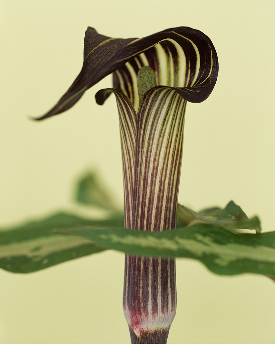 Arisaema angustatum from Bloom, 2006.