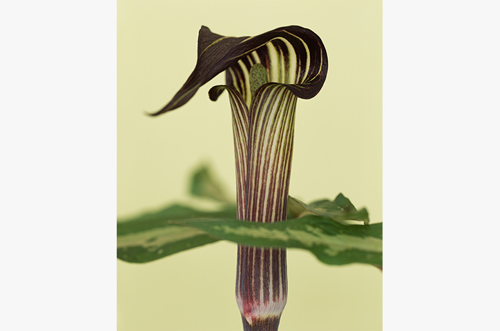/media/2536/photowisdom-ronvandongen.jpg