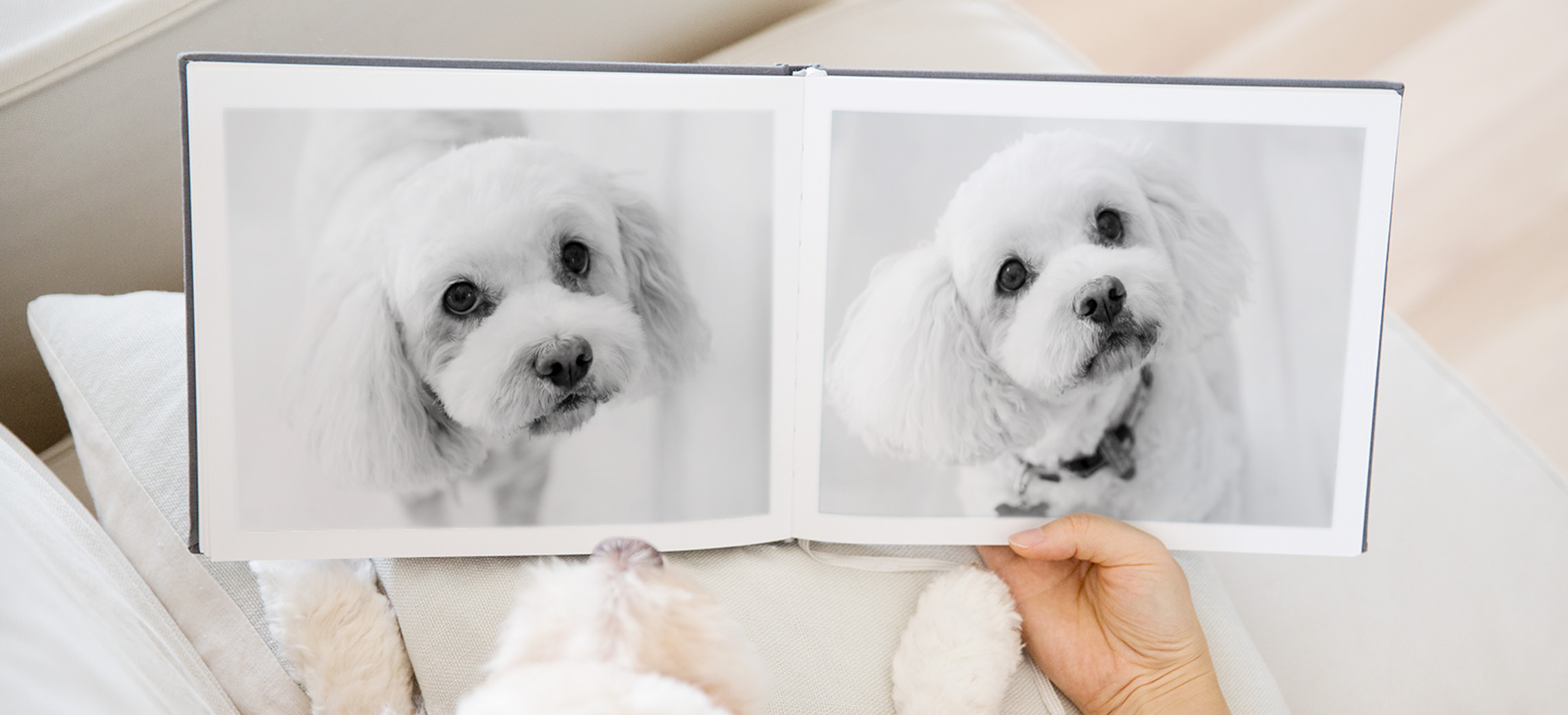 Person looking at photo book with images of a white dog.