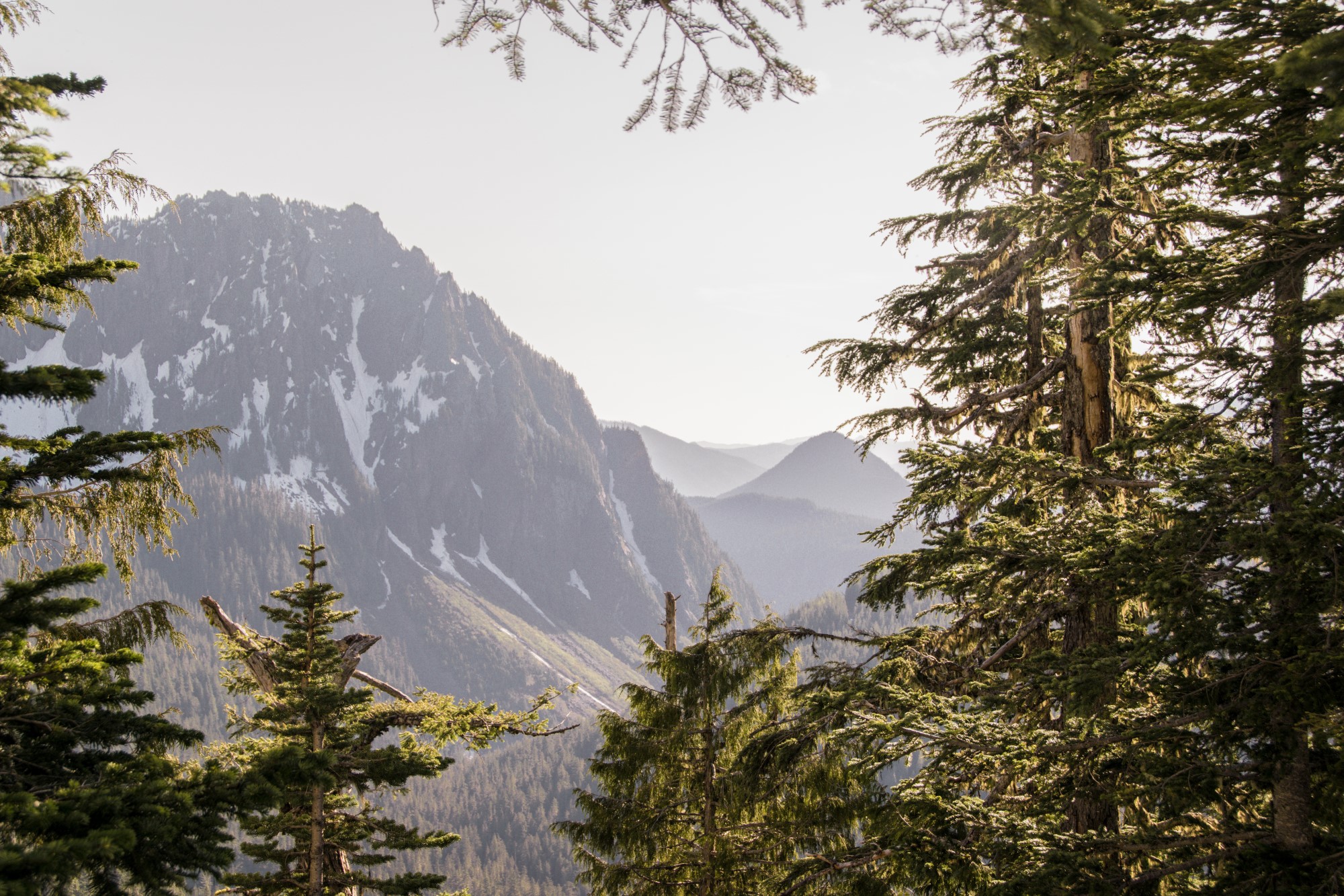 Forest trees in foreground with snow-dotted mountains in background.