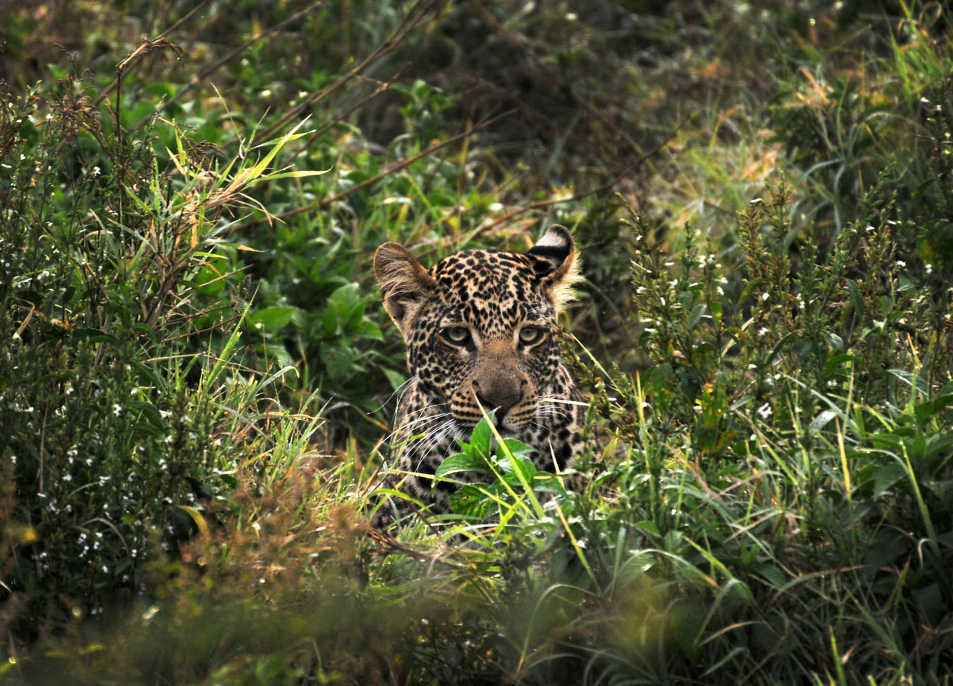 Leopard in the wild.
