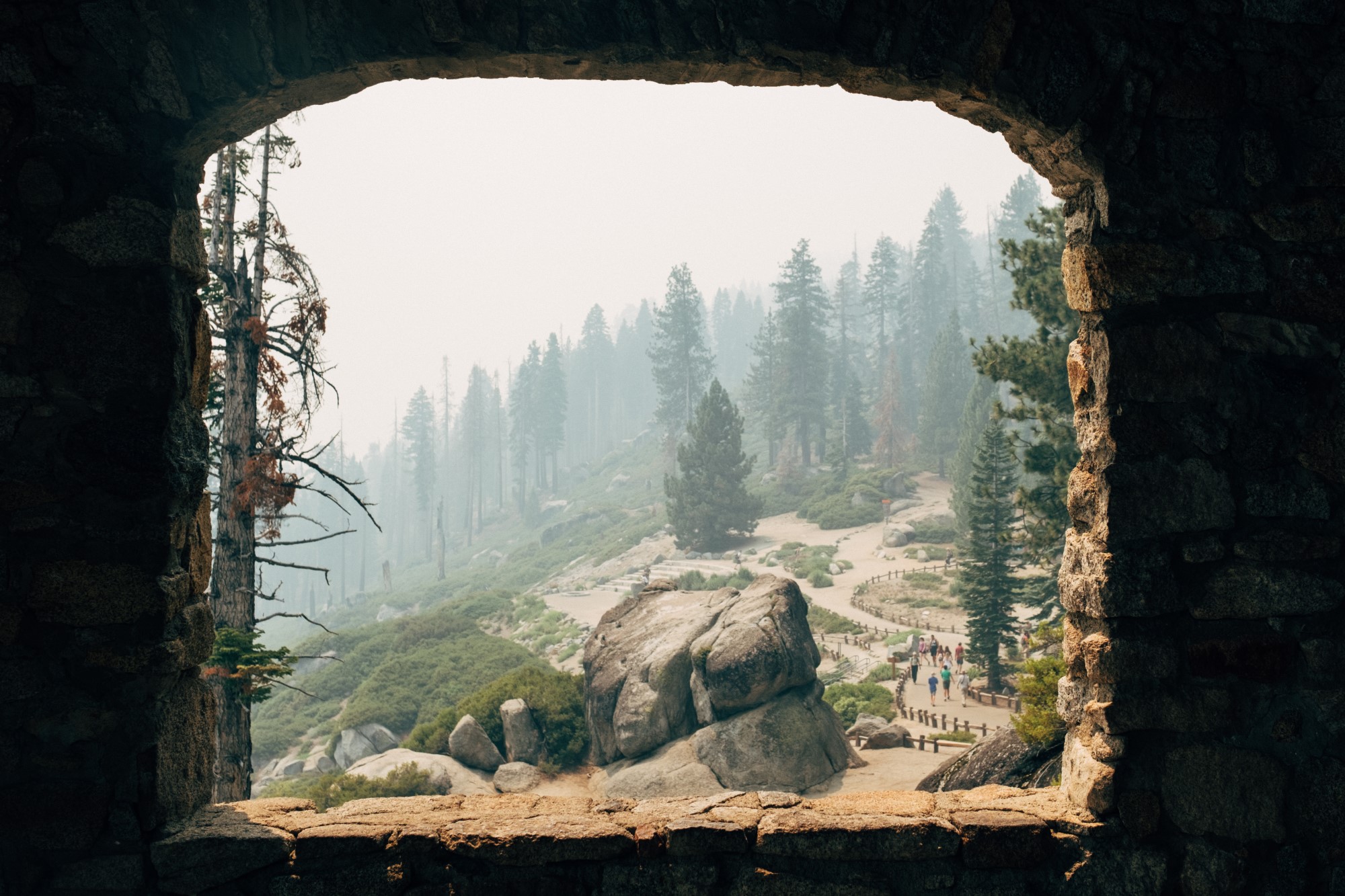 View of trees and rock.