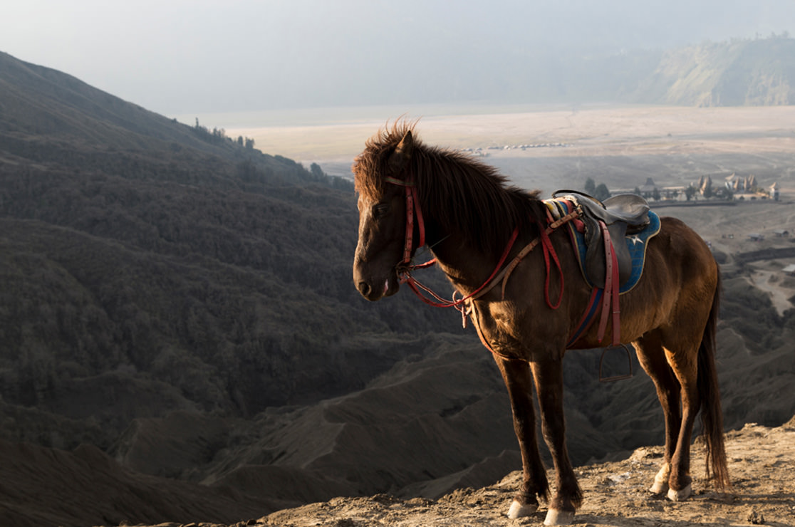Horse on the mountains