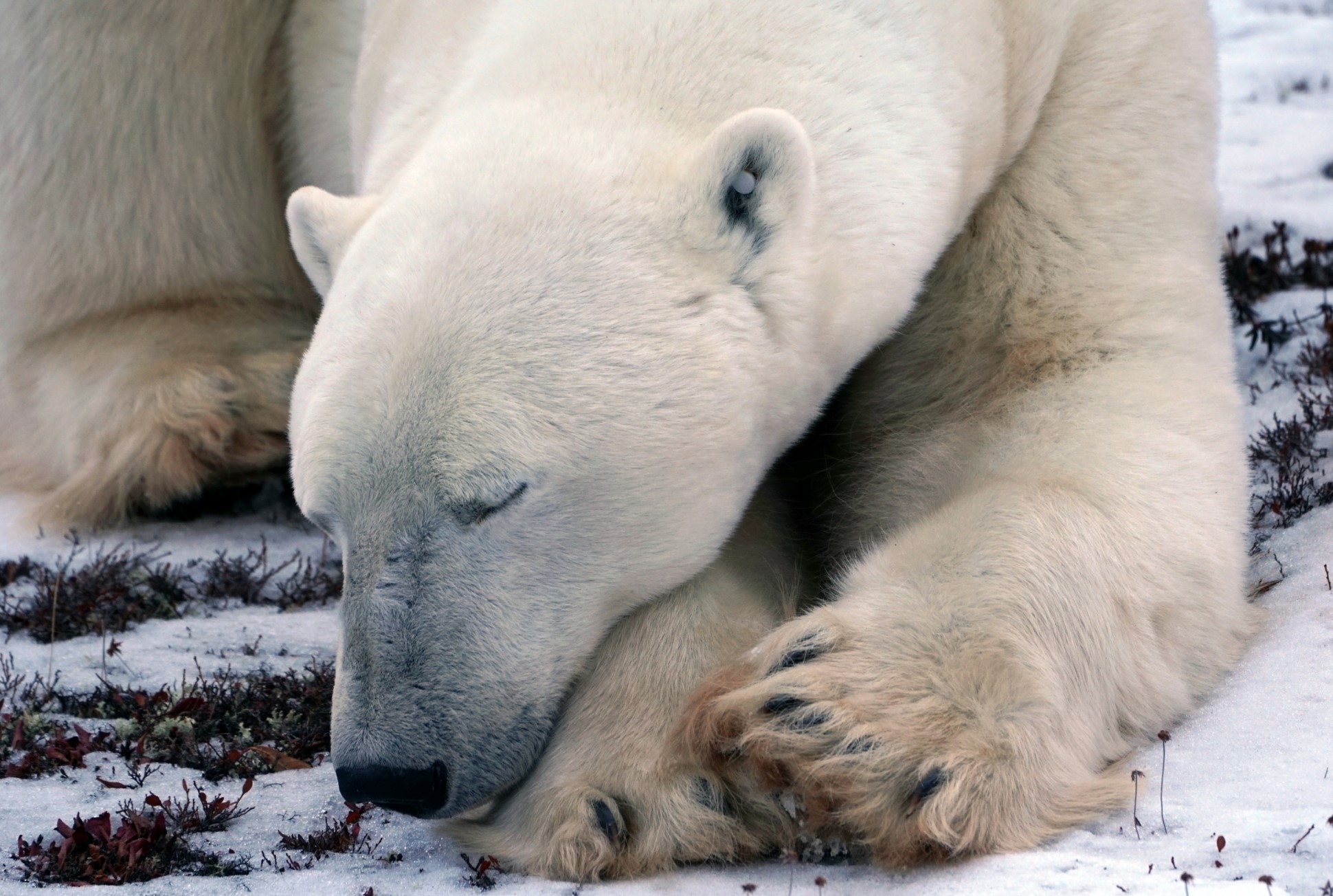 Sleeping polar bear