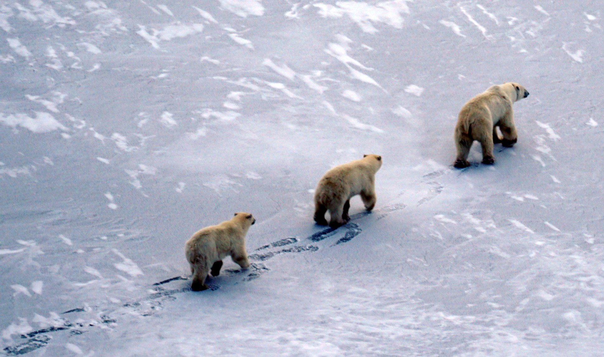 Three polar bears
