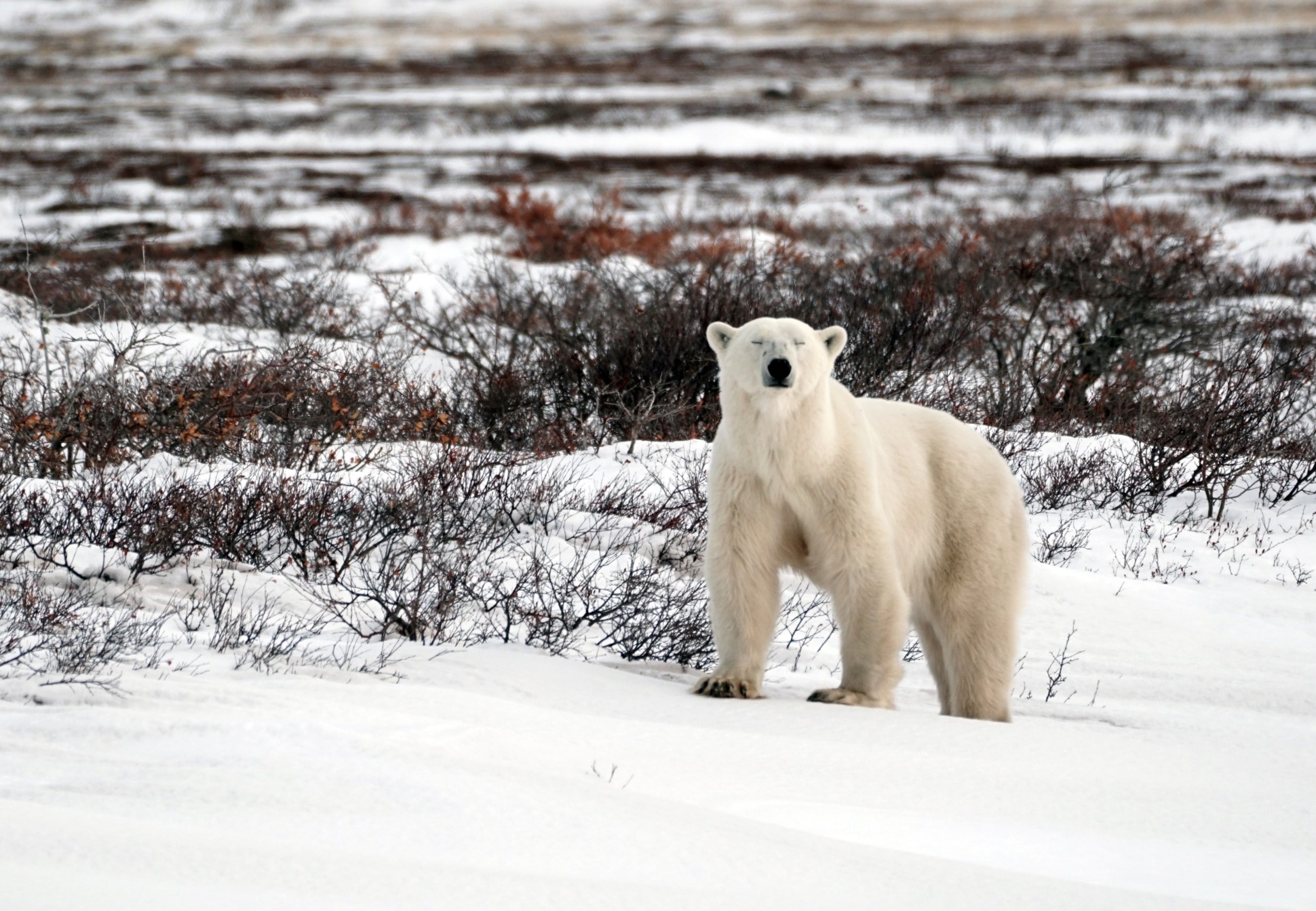 Squinting polar bear