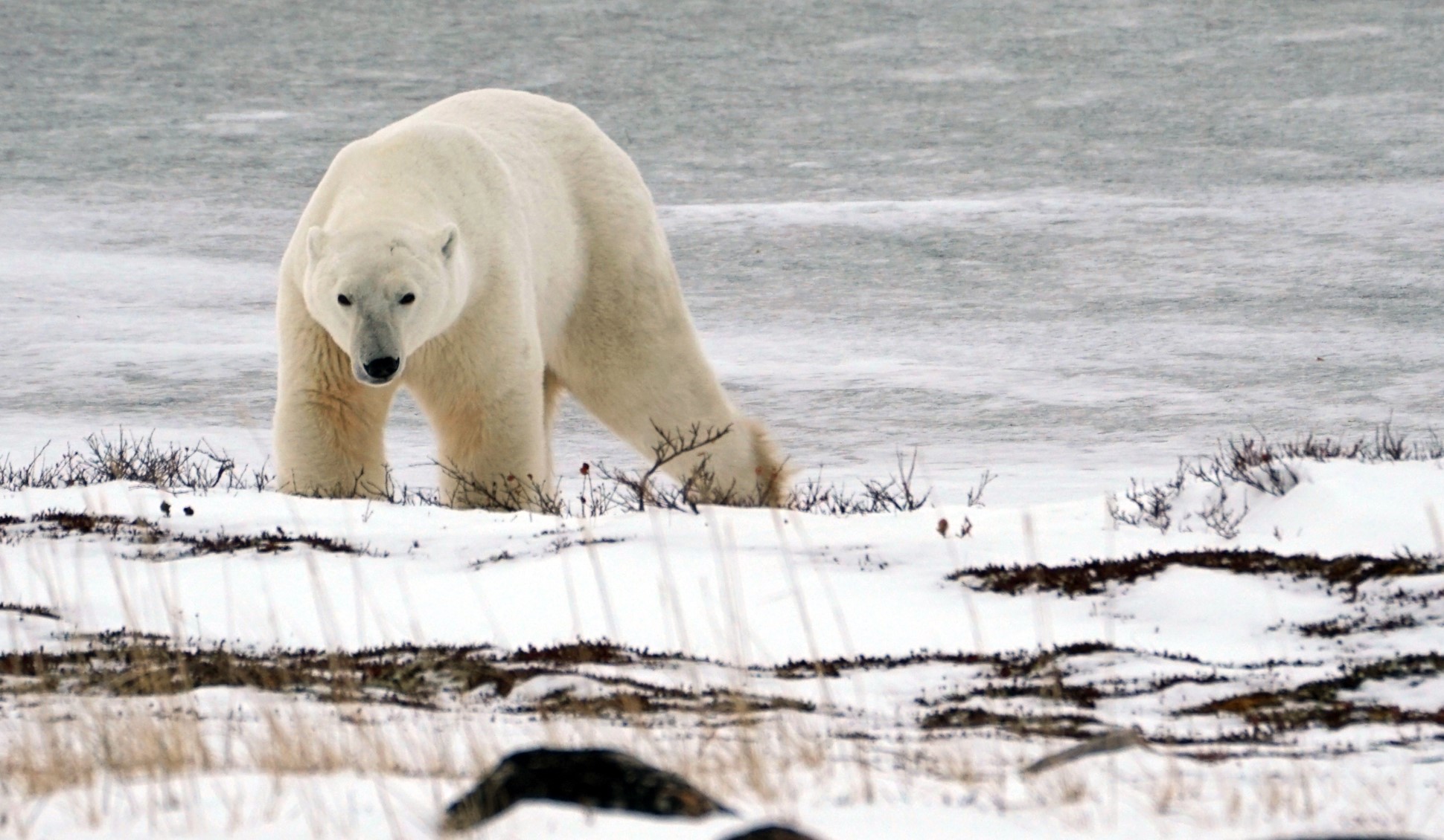 Polar bear in Churchill, Canada