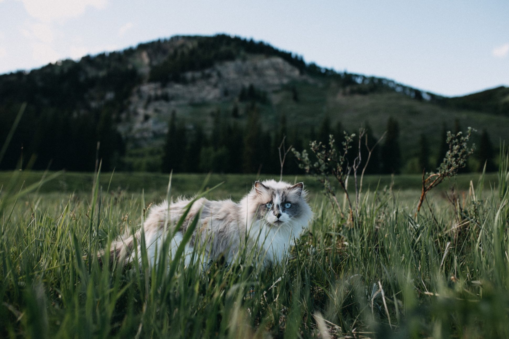 Cat walking through grass.
