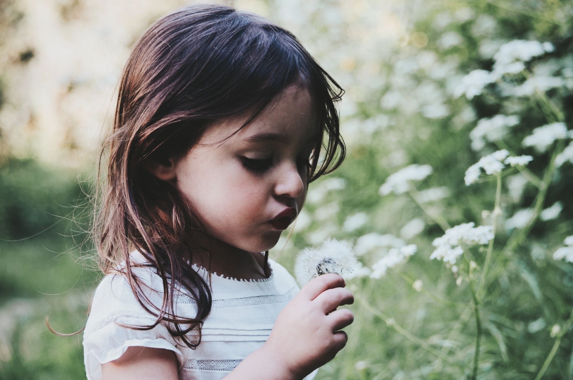 Young child blowing dandelion.