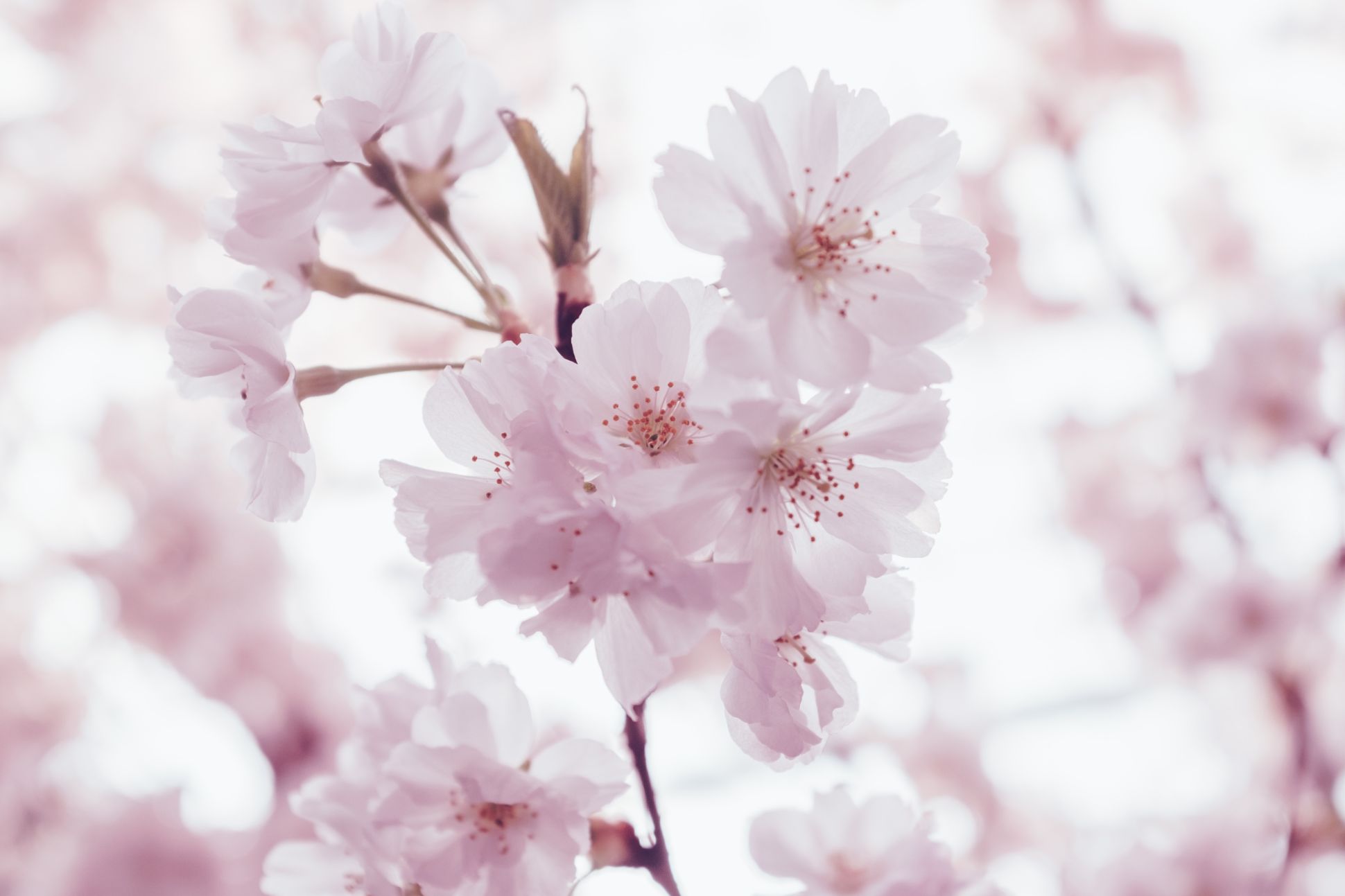 Closeup of flowers in bloom.