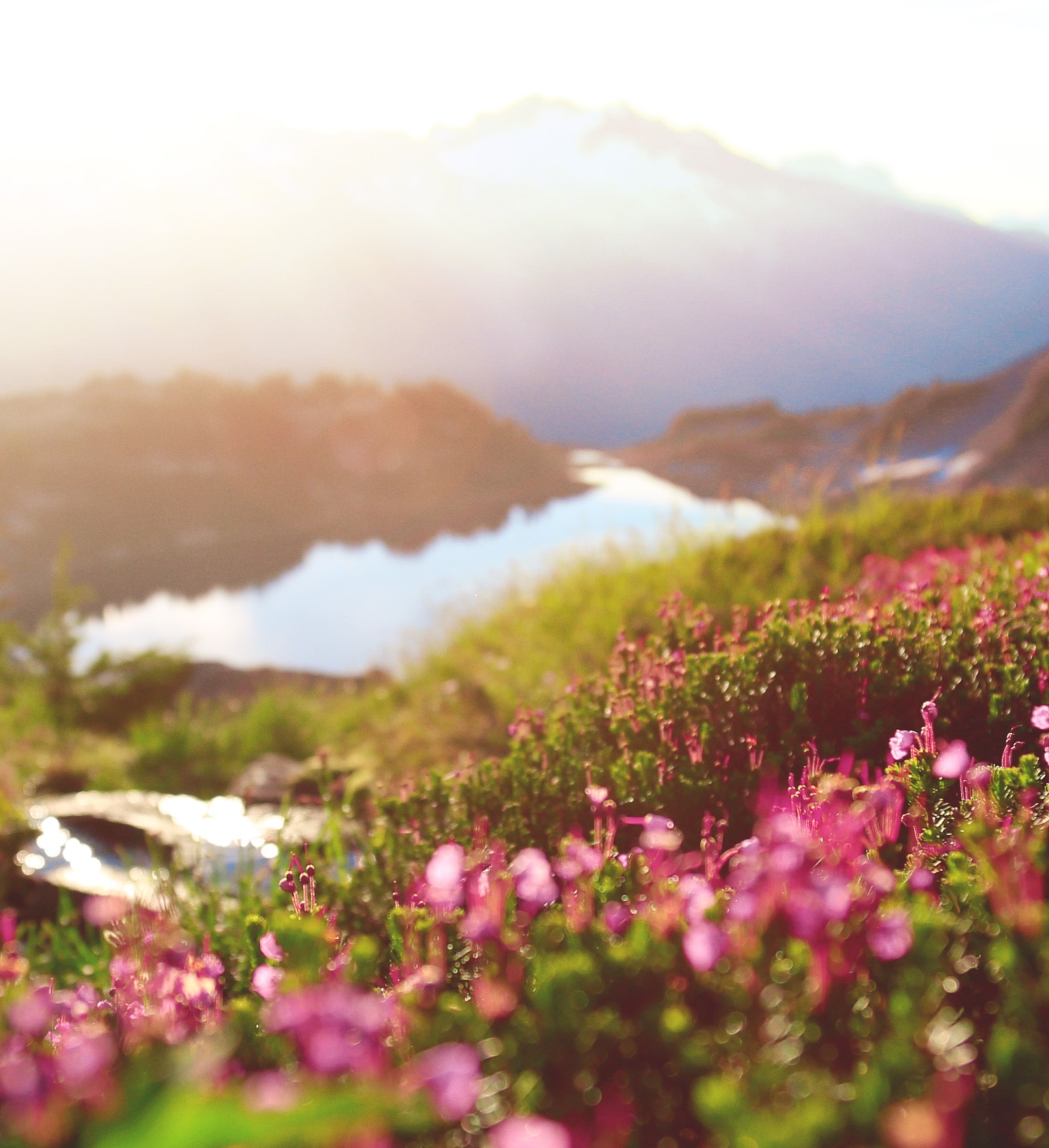 Closeup of wildflowers.