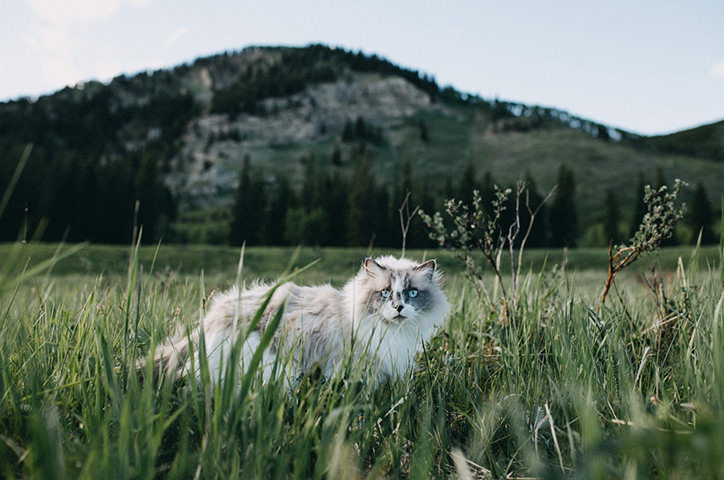 /media/5502/photographingspring-cover.jpg
