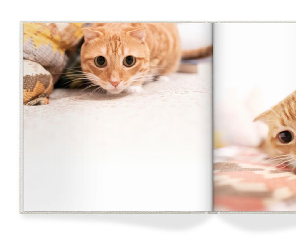 Open photo book with image of a cat.