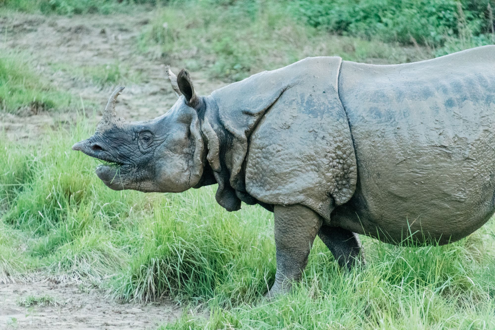 Rhino in the grass