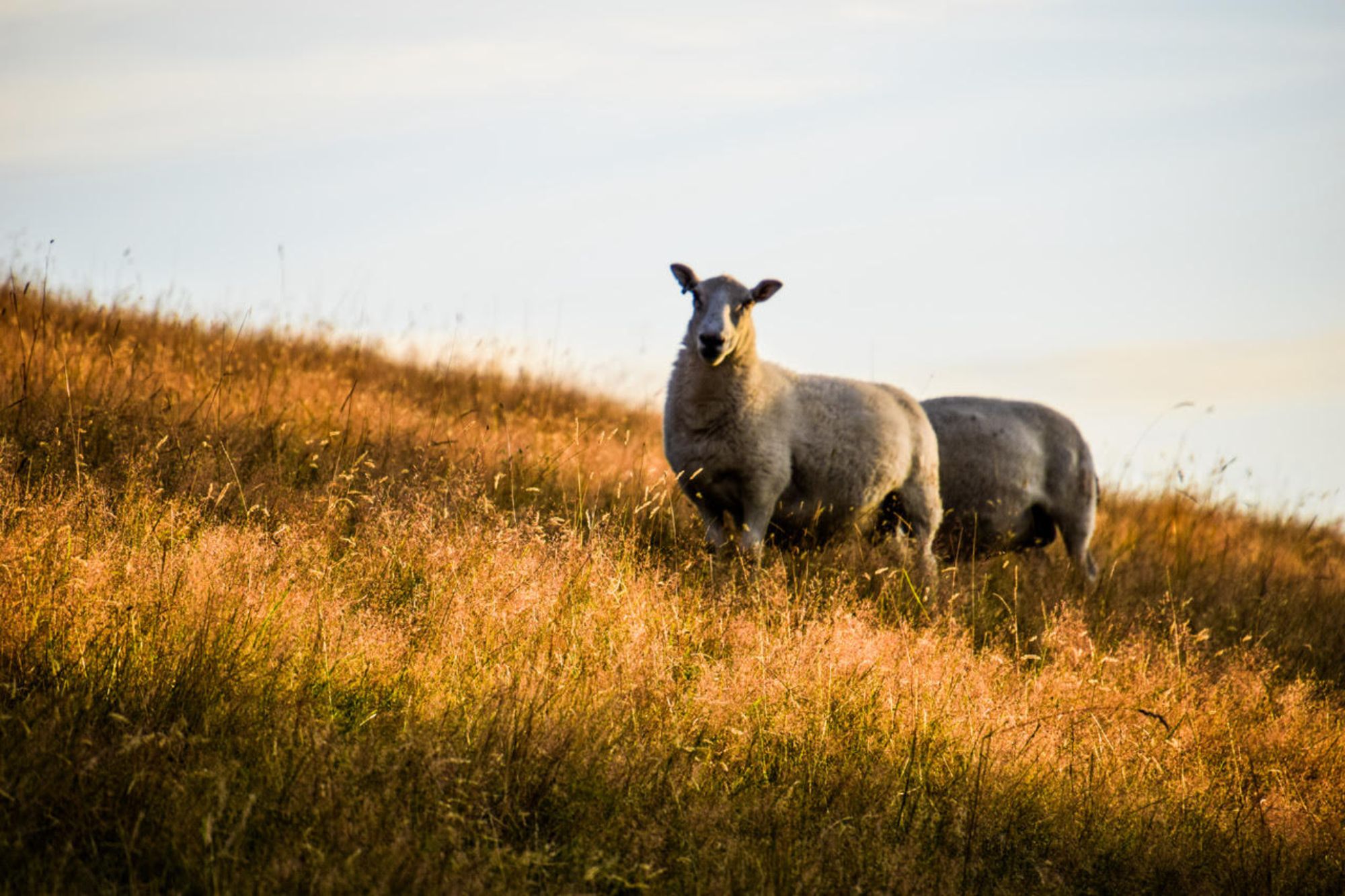 Two sheep in the grass