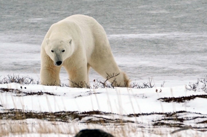 /media/5929/adamdeer-cover2.jpg