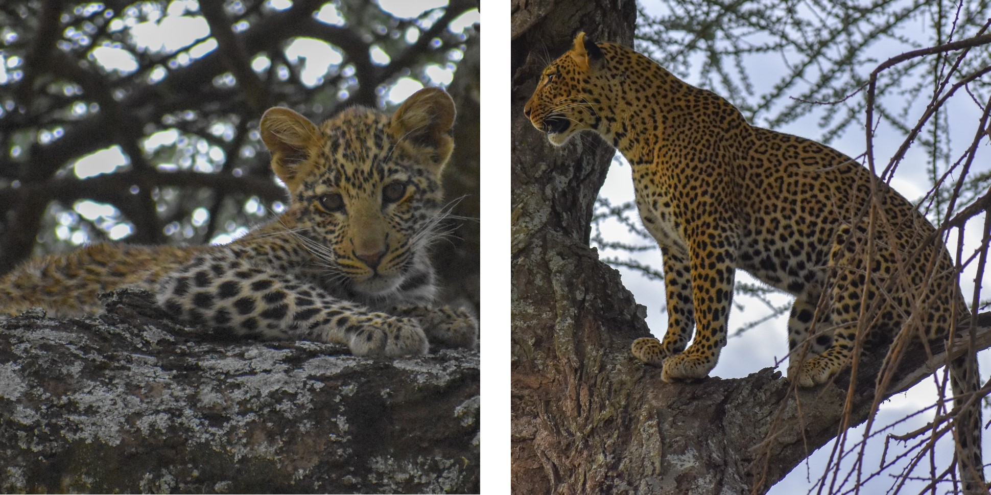 Mother and baby Leopard in trees