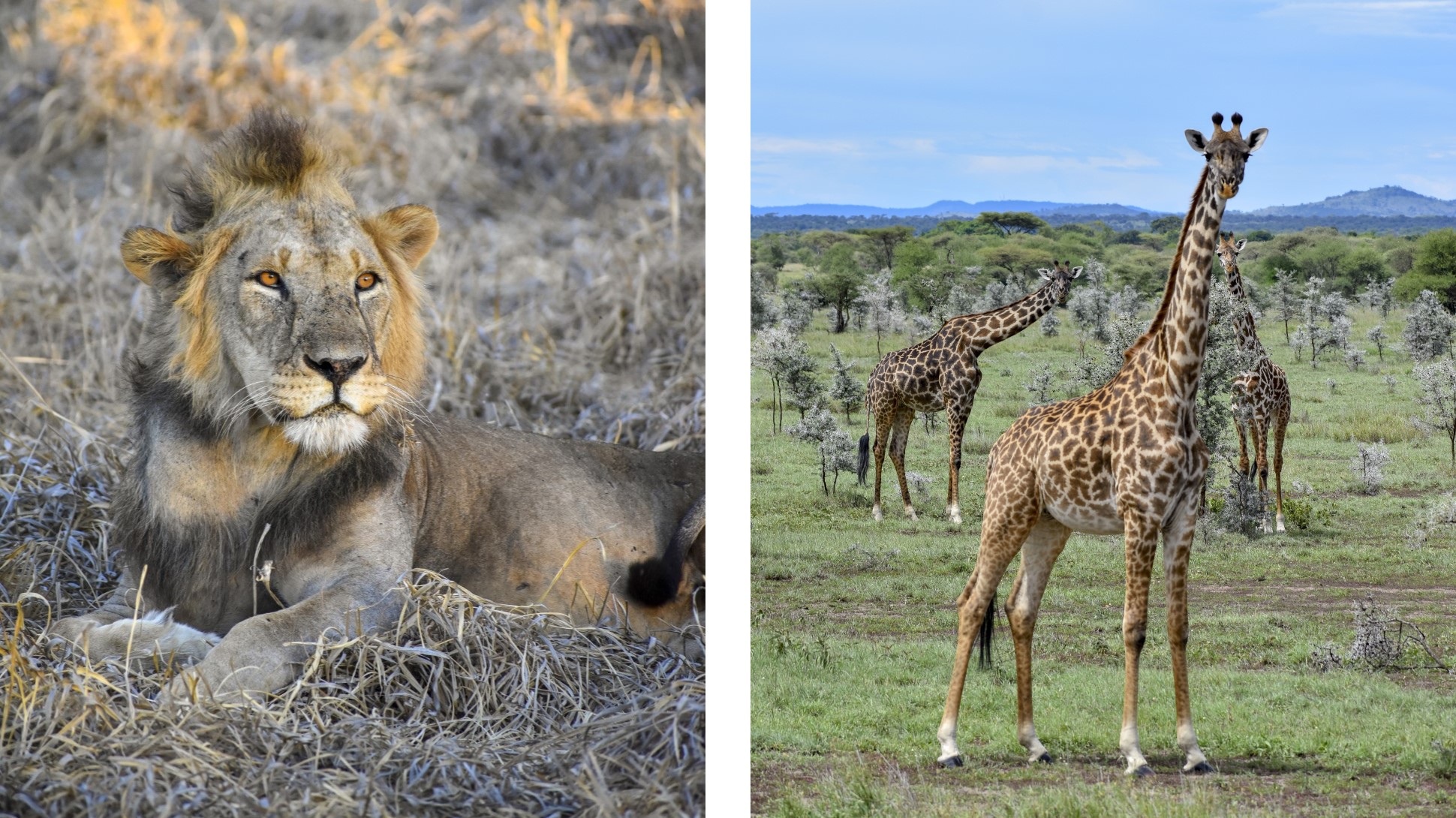 Left, Lion in grass. Right, Giraffe in field