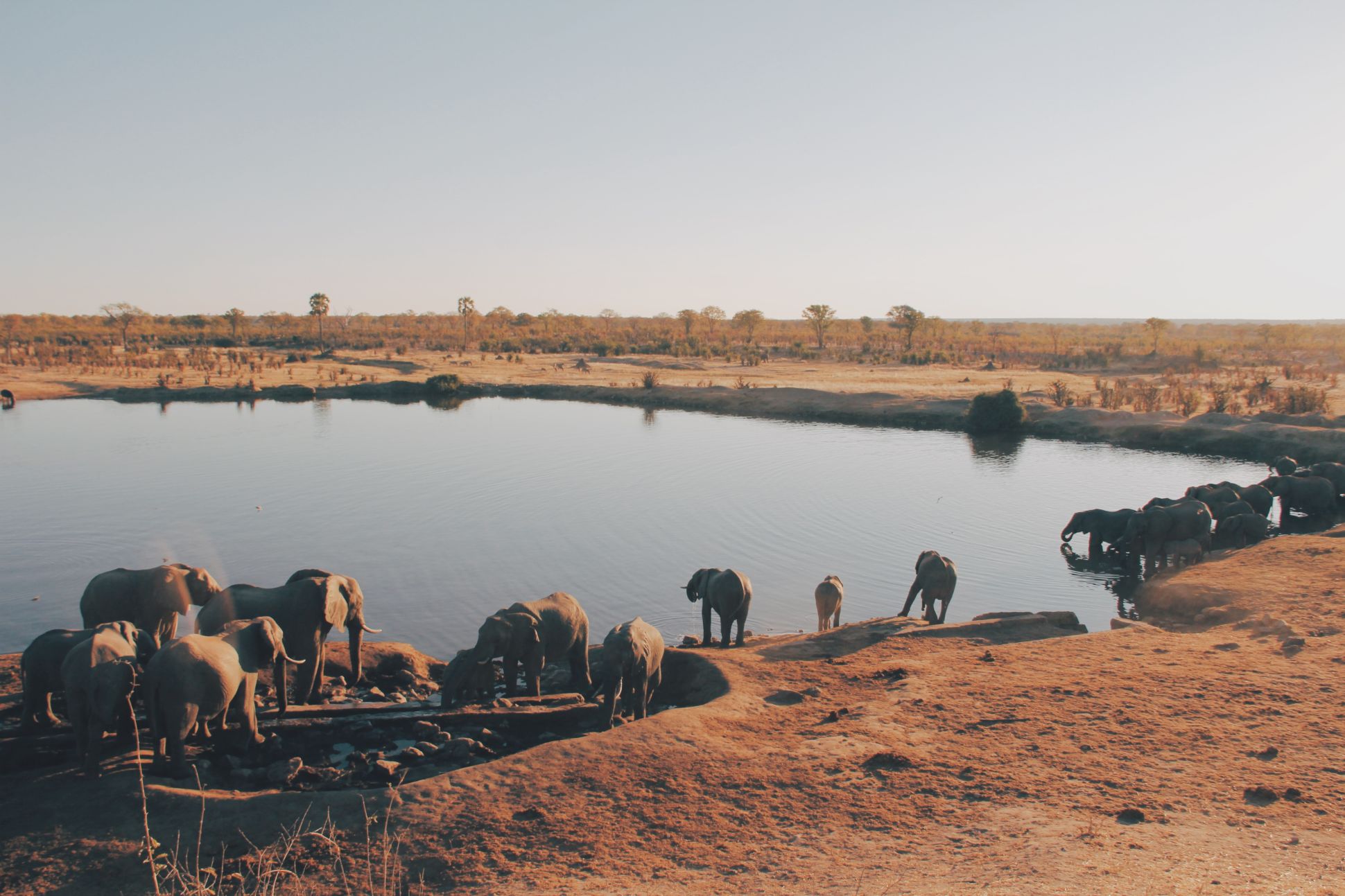 Elephants at Hwange National Park