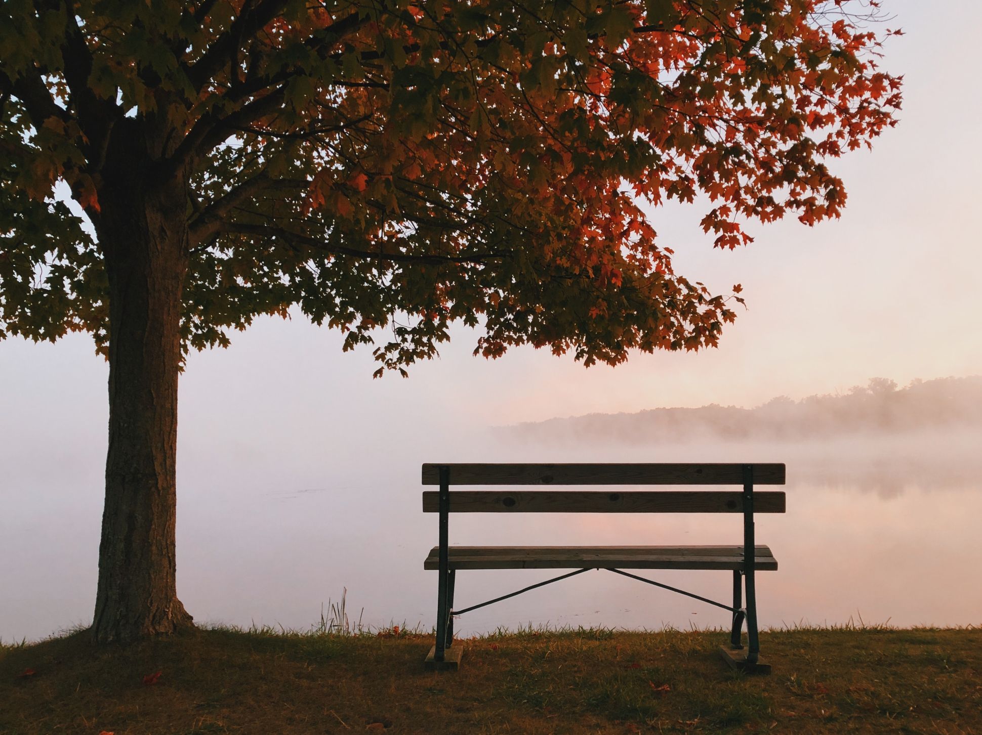Tree and park bench in fall.