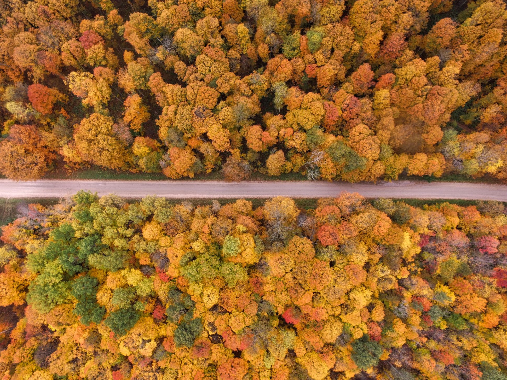 Aerial view of road surrounded by fall-colored trees.
