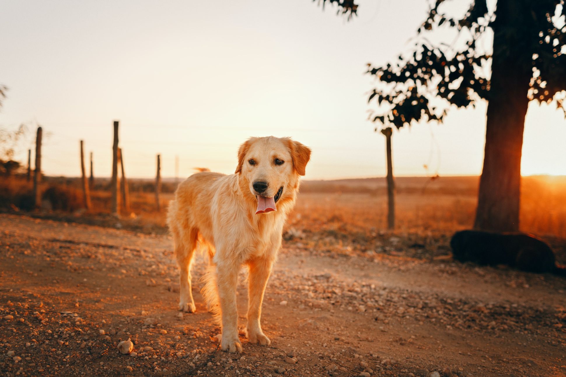 Retriever dog on gravel road in evening Autumn light.