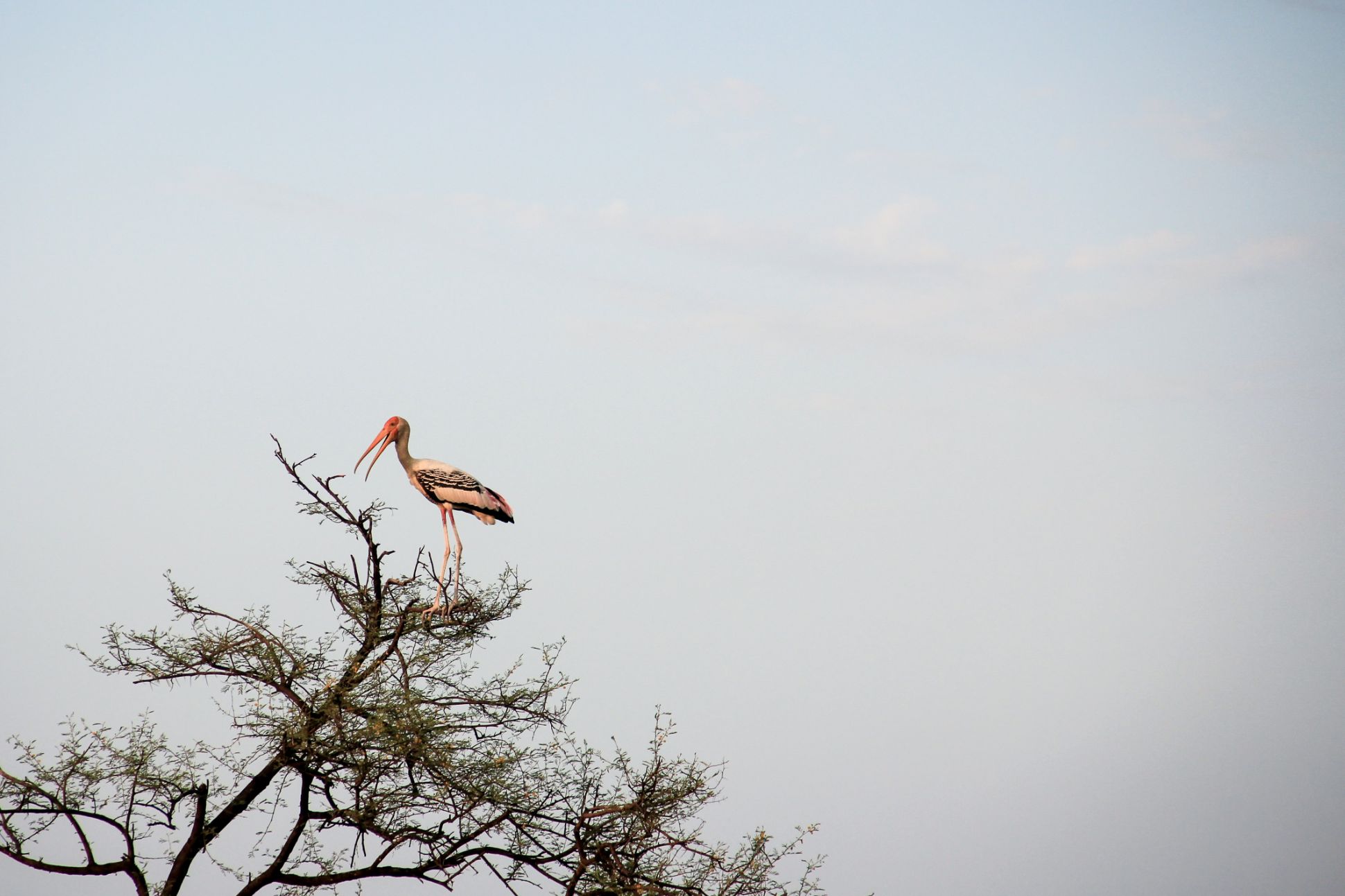 Bird atop tree