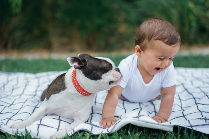 French bulldog puppy and toddler lying on a picnic rug on grass