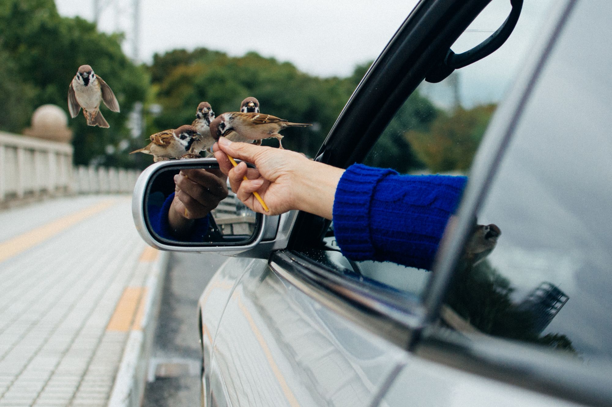 Man feeding sparrows a Pocky stick on Hiroshima's Aioi Bridge