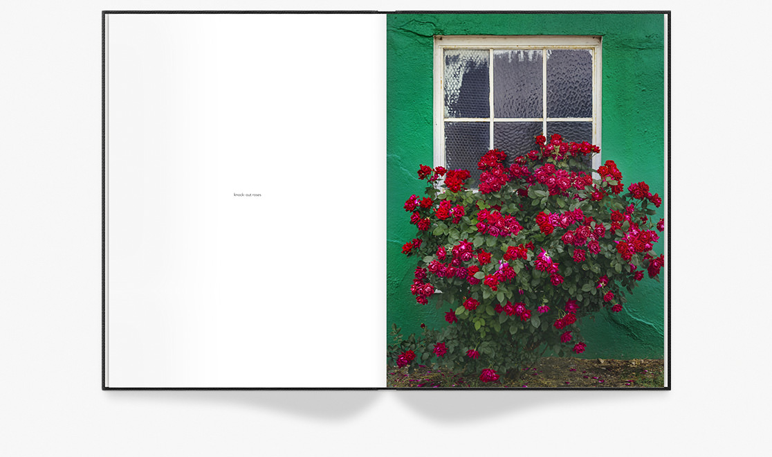 Open photo book with image of flowers.